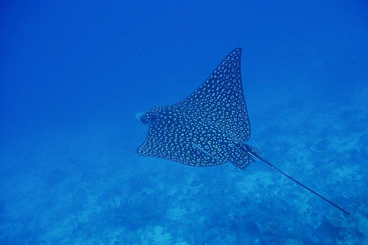 Scuba Diving for Beginners in Acapulco