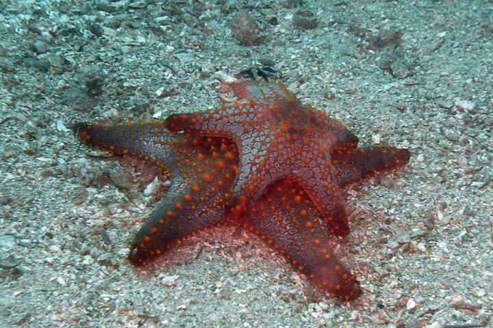 Scuba Diving for Beginners in Acapulco
