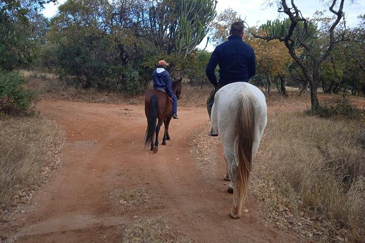 Harties Horse Trail Safari Half day