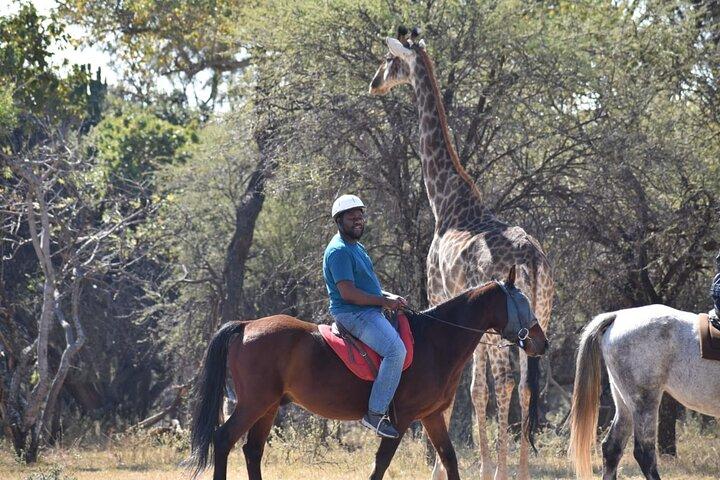 Harties Horse Trail Safari Half day