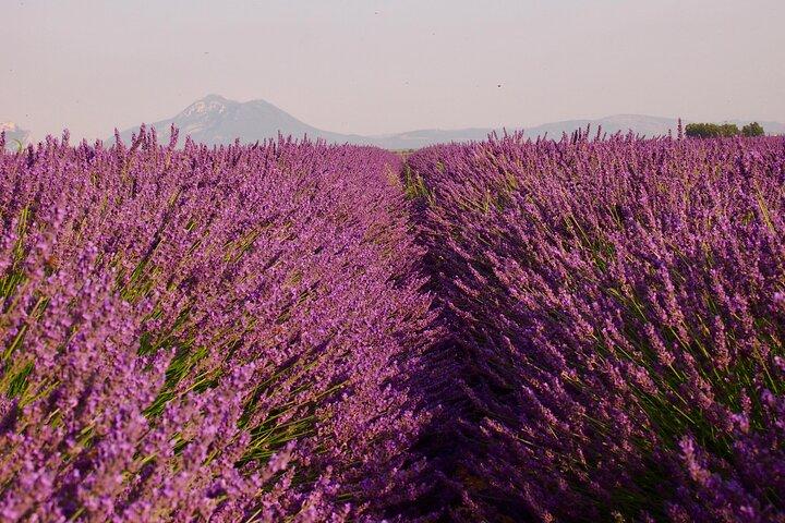 Sunset Lavender Tour in Valensole with pickup from Marseille