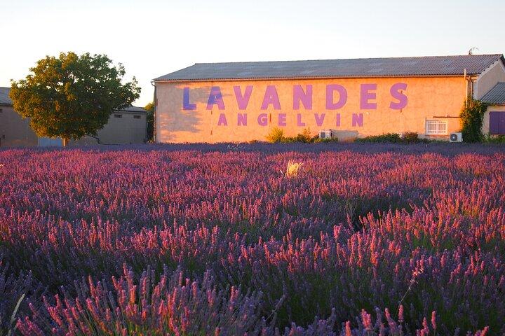 Sunset Lavender Tour in Valensole with pickup from Marseille