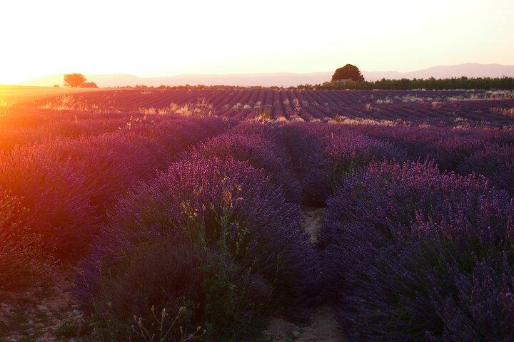 Sunset Lavender Tour in Valensole with pickup from Marseille