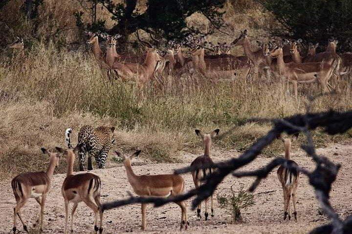2 Day Kruger National Park Safari