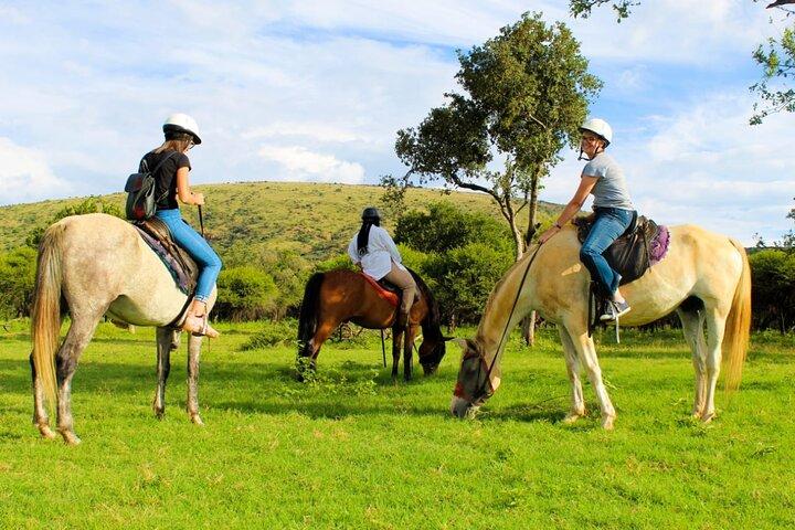 Harties Horse Trail Safari Half day