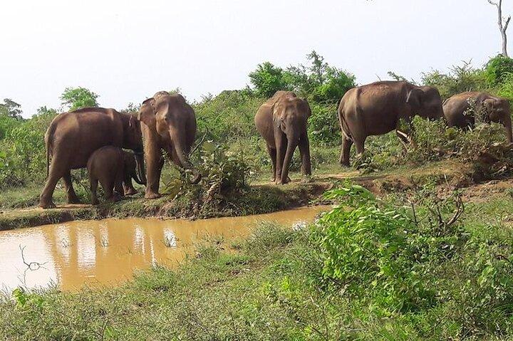 Udawalawe National Park Safari | Jeep with Tickets