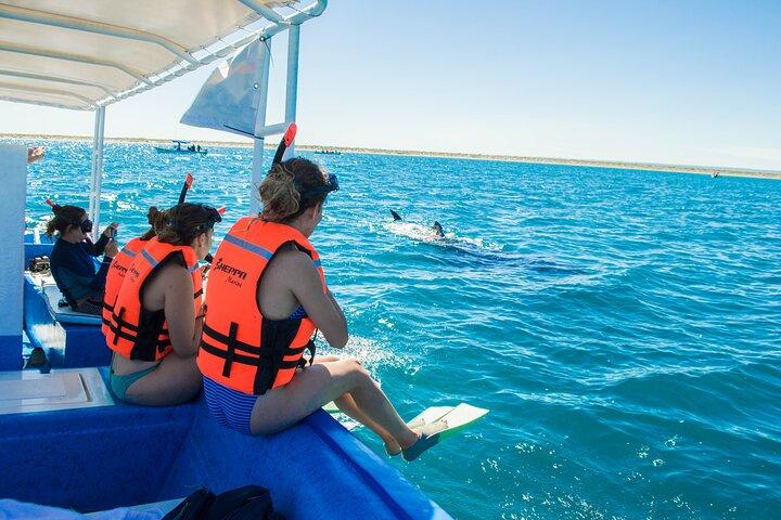 Whale Shark snorkeling tour in a reduced group with local marine biologist