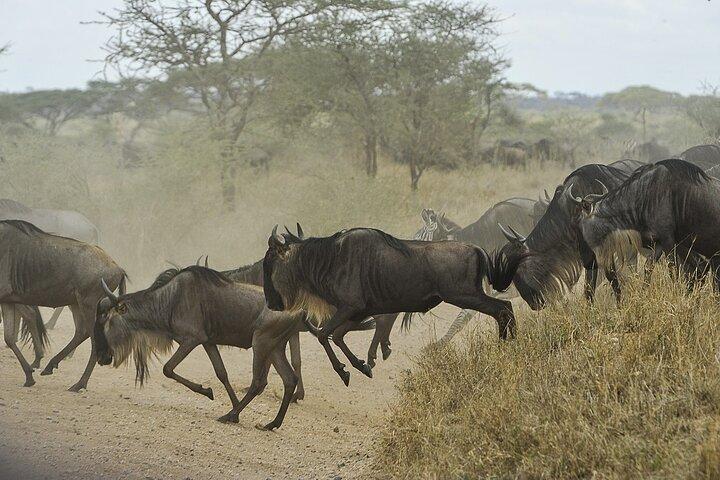 Tarangire National park and Ngorongoro Crater