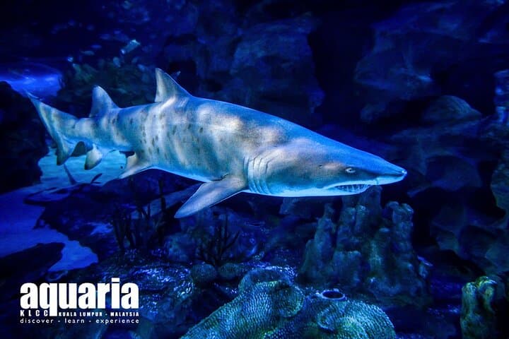 Malaysia: Aquaria KLCC Entry Ticket