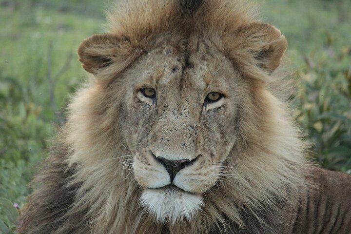 6 Day Big Cats Encounter Safari