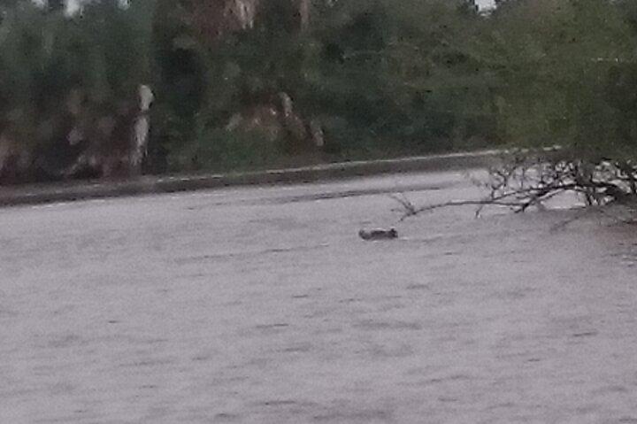 River Gambia National Park Hippos Chimpanzees