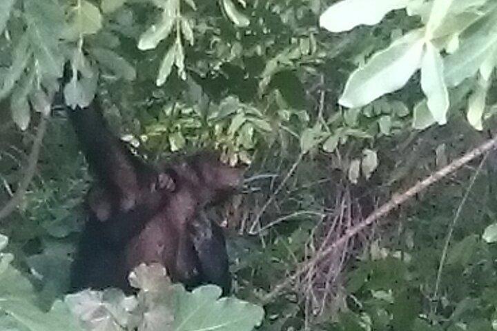 River Gambia National Park Hippos Chimpanzees