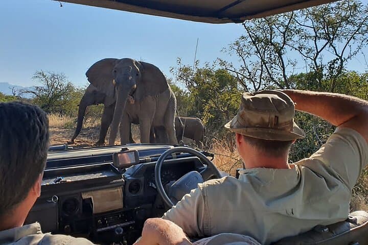 Exclusive Morning Game Drive Safari near Hoedspruit