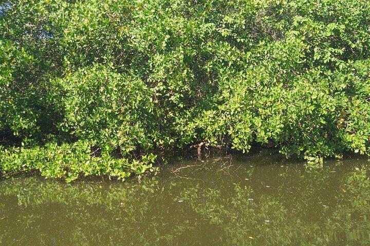 Half-Day Boat Tour in Marapendi Lagoon from Rio de Janeiro