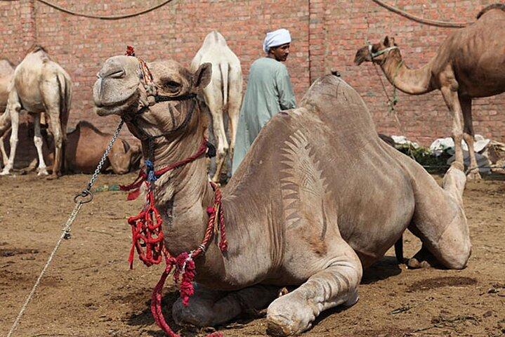 Private Day Tour to Camel Market of Birqash In Cairo
