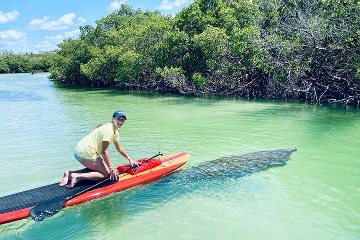 Dolphin and Manatee Adventure Tour of Fort Myers