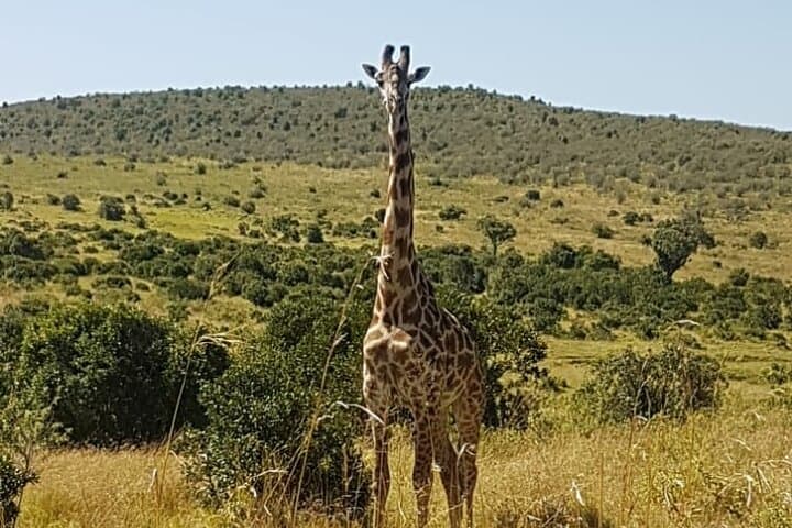 Lake Nakuru National Park,Lake Naivasha & Crescent Island Day Tour.