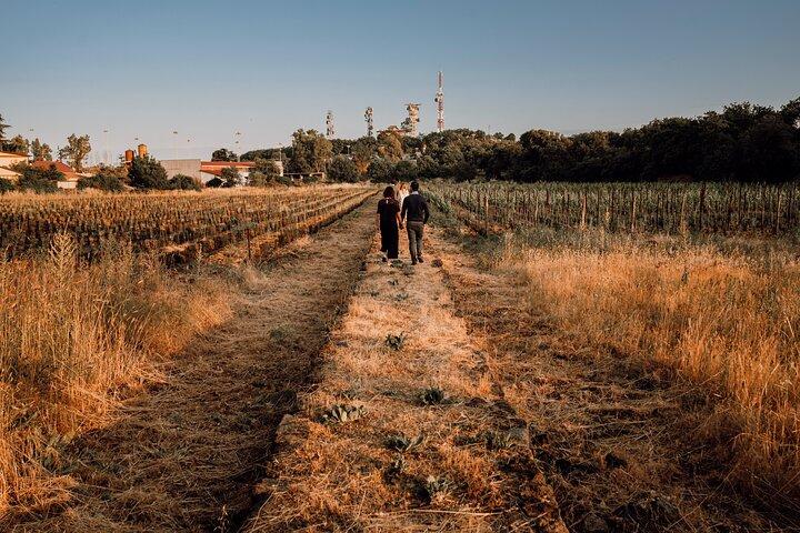 Etna Urban Winery - Sunset vineyard Walk and Tasting Dinner