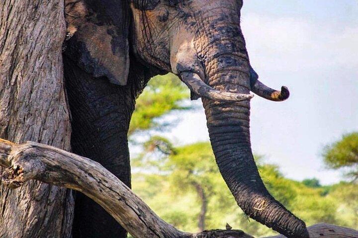 8-Day Tanzania Private Safari Tour with Airport Pickup