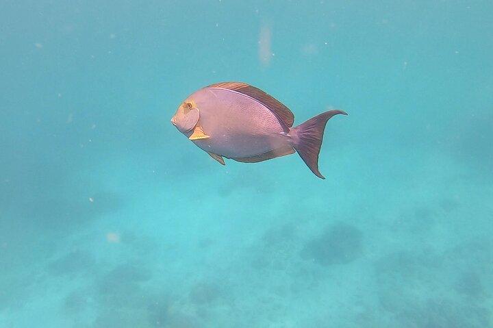 Pacheco Tours - Snorkeling Tour in Caño Island from Drake Bay