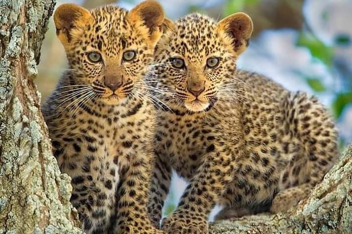 Private 3 Days Astounding Masai Mara Migration Safari.