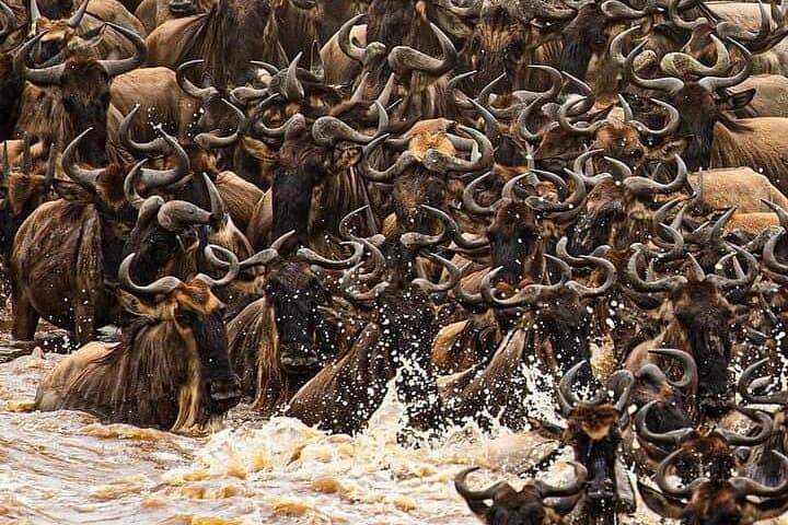 Private 3 Days Astounding Masai Mara Migration Safari.