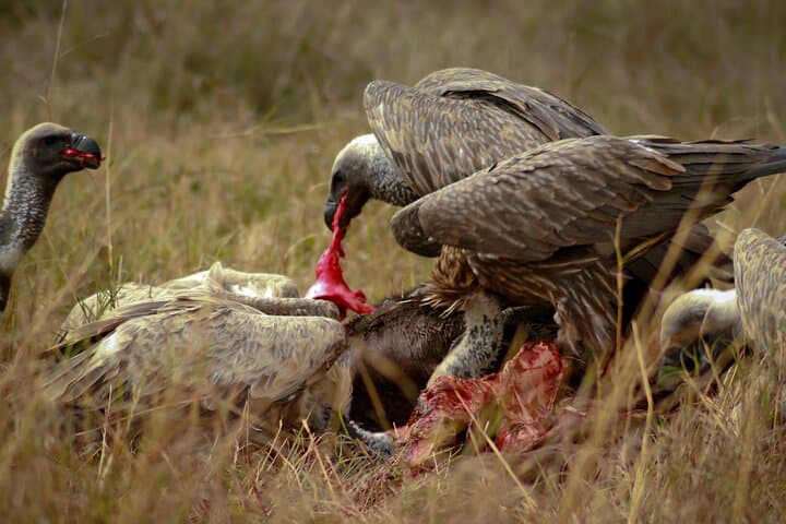 Private 3 Days Astounding Masai Mara Migration Safari.