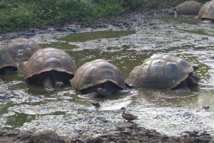 Transfer Airport-hotel in Galapagos Santa Cruz with visit to Giant Tortoises