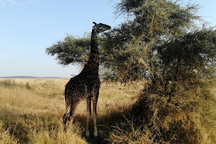 7-Day Affordable Tanzania Safari Experience