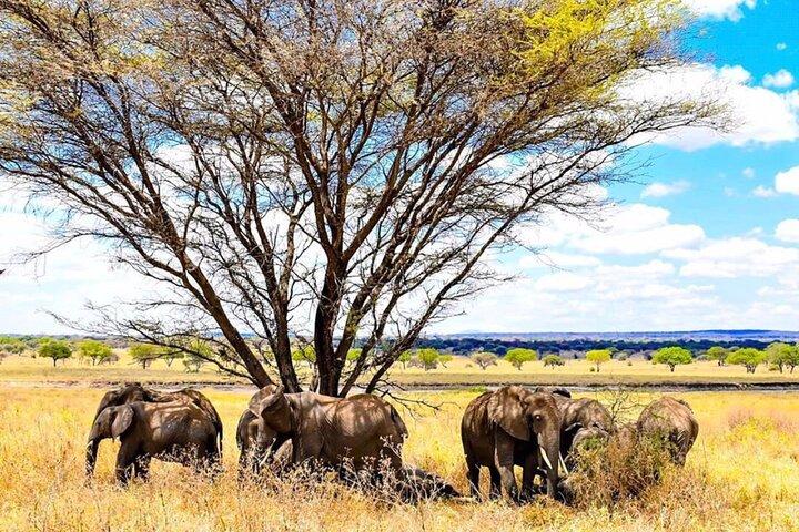 7-Day Affordable Tanzania Safari Experience