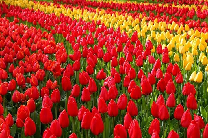 Private Day Trip to Keukenhof Gardens with Entrance Tickets