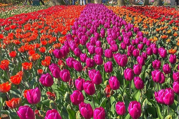 Private Day Trip to Keukenhof Gardens with Entrance Tickets