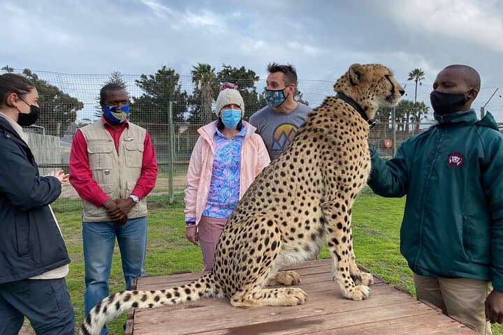Shared: Cape Winelands, Cheetah Outreach & Kisternbosch Botanical Gardens Tour,