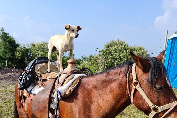 Pacaya Volcano Luxury Sunset Horseback Riding Tour/ Dinner Cooked by-Lava Chef