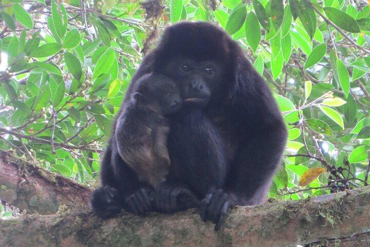 Natural History Walking Tour in Monteverde Cloud Forest Reserve