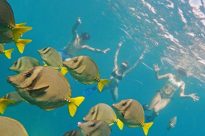 Private Guided Snorkeling in Cabo San Lucas