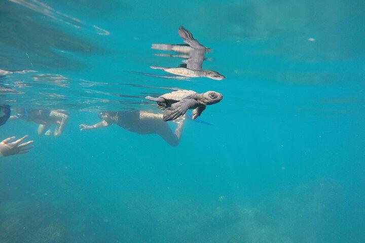 Private Guided Snorkeling in Cabo San Lucas