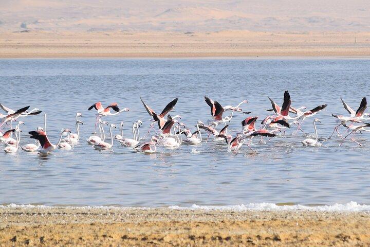 Full-Day Bird Watching Private Experience at Fayoum