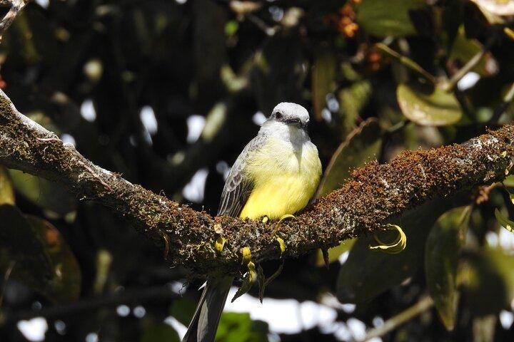 Natural History Walking Tour in Monteverde Cloud Forest Reserve