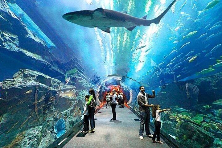 Dubai Aquarium and Underwater Zoo with Penguin Cove Tickets.