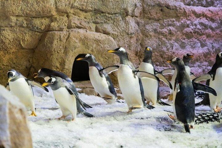 Dubai Aquarium and Underwater Zoo with Penguin Cove Tickets.