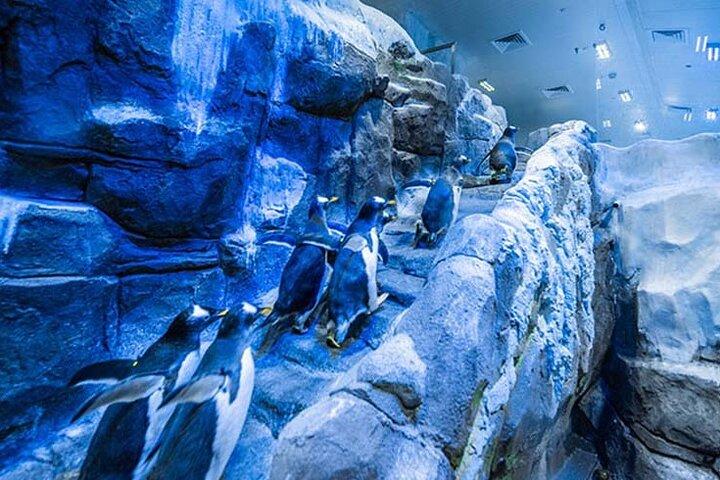 Dubai Aquarium and Underwater Zoo with Penguin Cove Tickets.