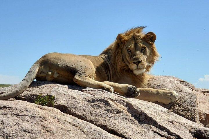 5-Day Private Safari in The Serengeti with Accommodation
