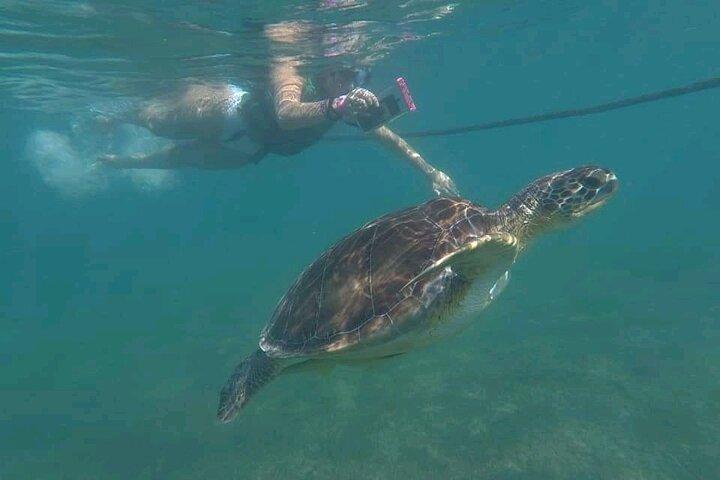 Swim with turtles + snorkelling + archaeological zone of Tulúm + cenote