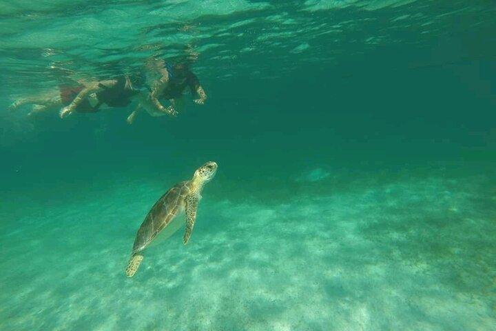 Swim with turtles + snorkelling + archaeological zone of Tulúm + cenote