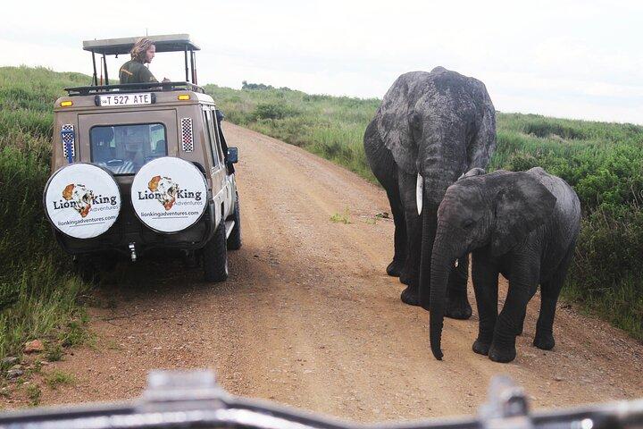 5 Days Best of Tanzania Luxury Safari Northern Circuit