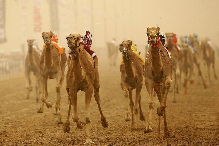 Al Ain Essence: Oasis, Culture & Cuisine from Dubai