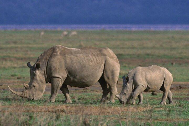 5 Day Safari in Tarangire, Serengeti and Ngorongoro Wonders