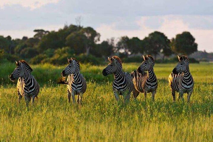 5 Day Safari in Tarangire, Serengeti and Ngorongoro Wonders