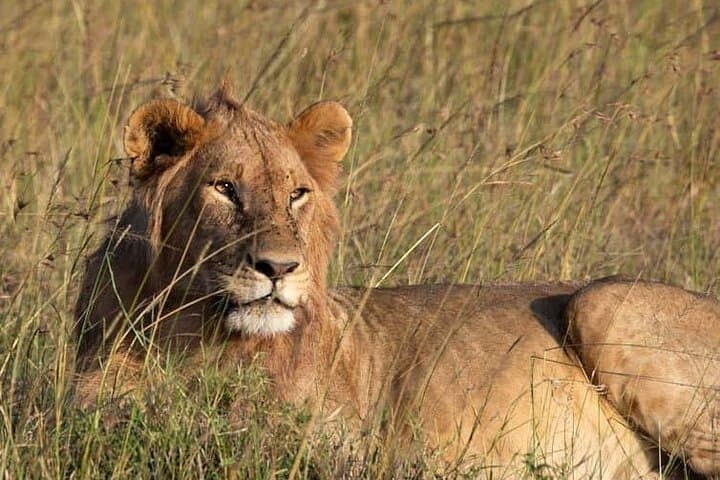 Private 5 Day Kenya Safari to Mara Lake Naivasha and Amboseli